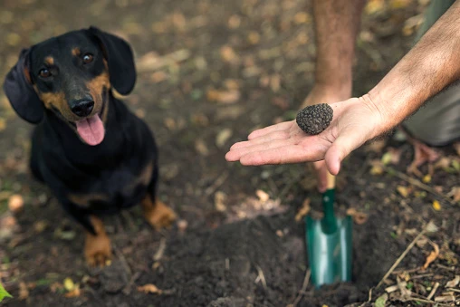 Cane da tartufo durante una ricerca nelle colline dell'Alta Langa