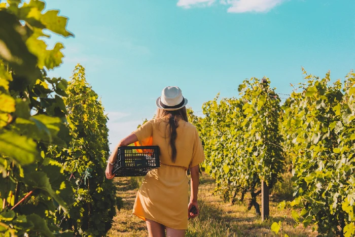 Passeggiata tra i vigneti dell'Alta Langa